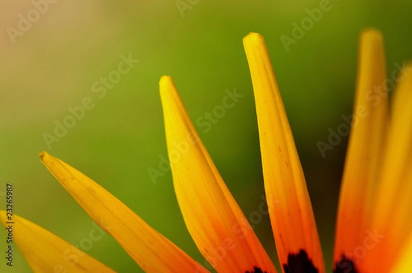 Fototapeta 花びら