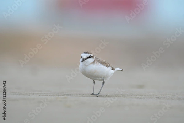 Fototapeta Lesser Sand Plover