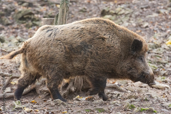 Fototapeta Sangliers
