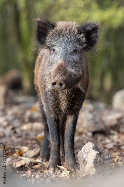 Fototapeta Sangliers
