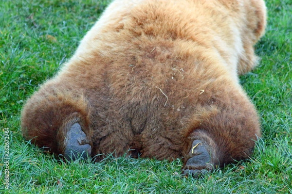 Obraz Braunbär (Ursus arctos)