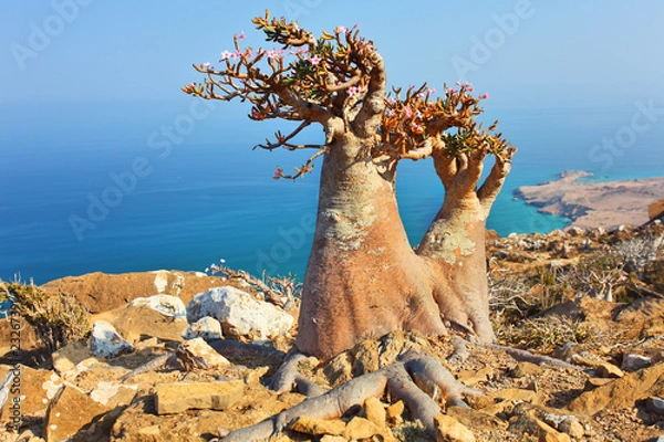 Fototapeta Bottle tree  with turquoise sea water background, Socotra
