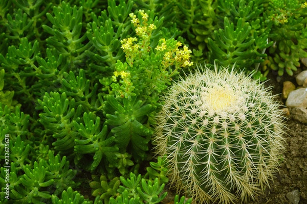 Fototapeta sedum lucidum in bloom with yellow little flowers and echinocactus grusonii hildm small size, cactus and succulent grows together in a garden