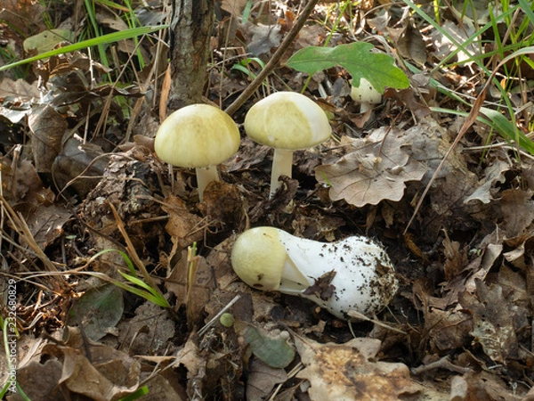 Obraz Amanita phalloides, death cap mushroom, a deadly poisonous basidiomycete fungus