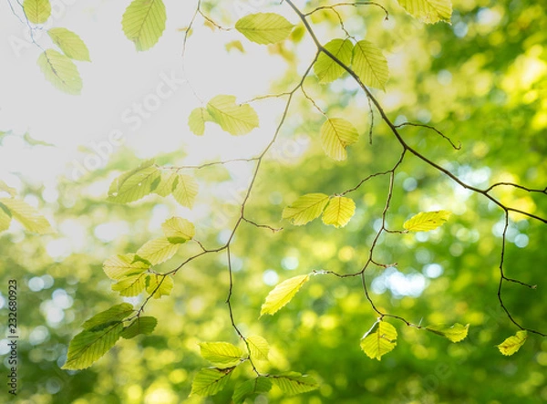 Obraz Green Leafes in Sun Light
