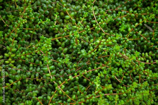 Obraz senecio, a lot of long stems with round leaves along the entire length, light and dark green shades, the plant grows a dense carpet on the ground,