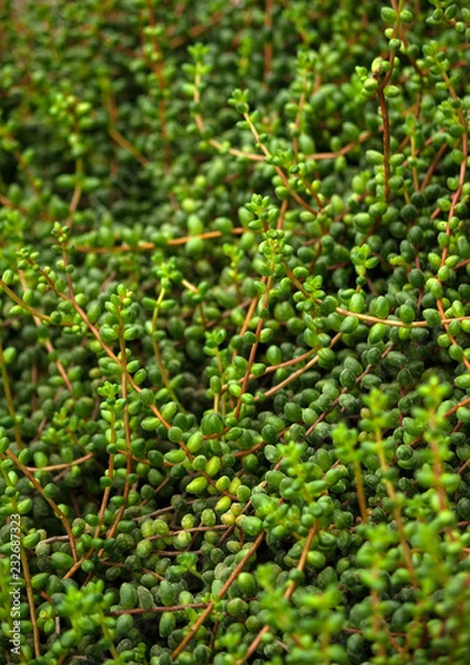 Fototapeta senecio, a lot of long stems with round leaves along the entire length, light and dark green shades, the plant grows a dense carpet on the ground, nature and natural, vertical photo,