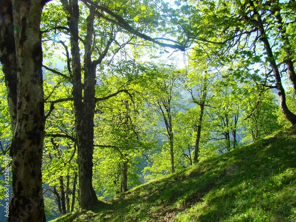 Obraz oak forest in the mountains