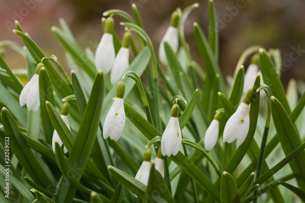 Fototapeta White snowdrop macro