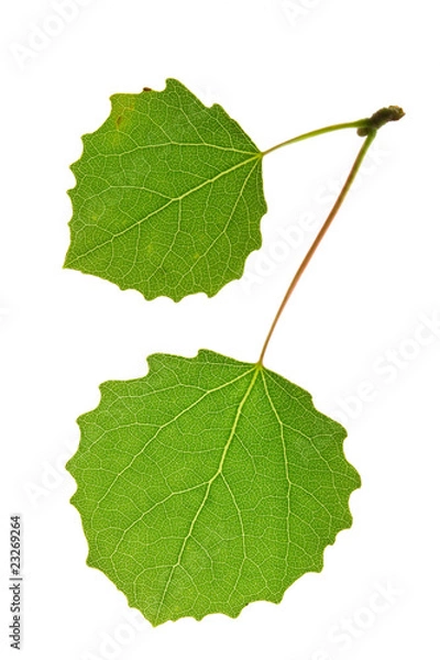 Obraz aspen leaf