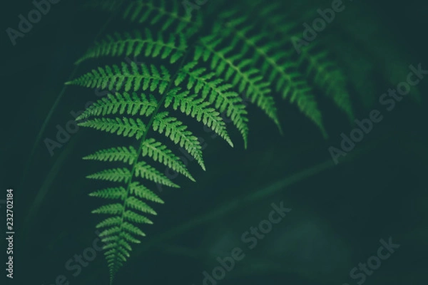 Fototapeta Fresh fern macro image. Horizontal orientation.