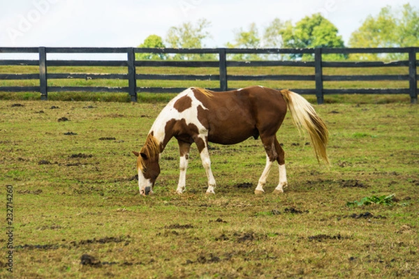 Obraz Horse Grazing in Lexington, Kentucky