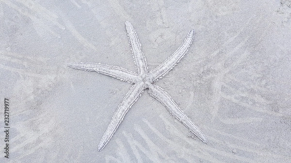 Obraz Starfish skeleton on the beach at Olon, Ecuador.