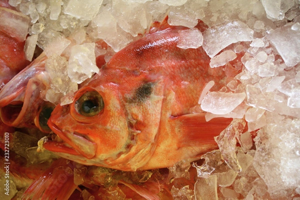 Obraz red fish on ice