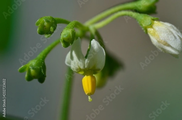 Obraz Pea flower