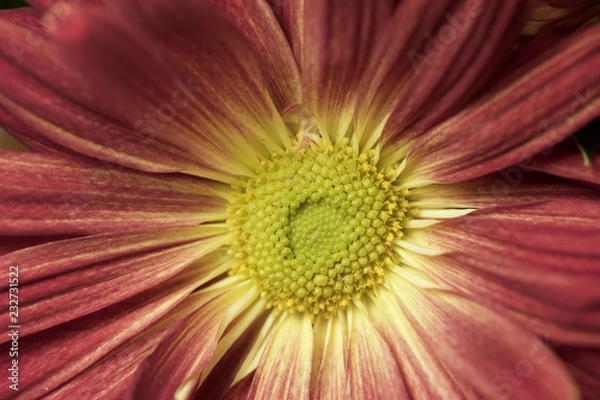 Fototapeta Macro view of a single crimson color chrysanthemum blossom with yellow eye disk