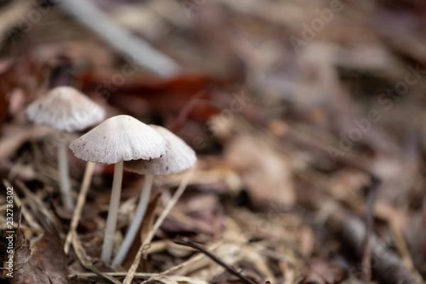 Obraz fungi