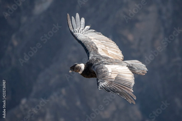 Fototapeta Andean condor