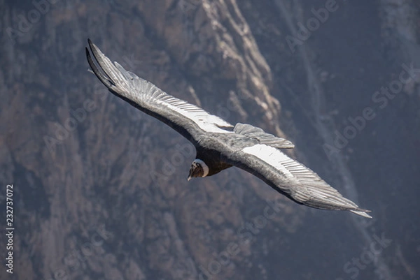 Fototapeta Andean condor