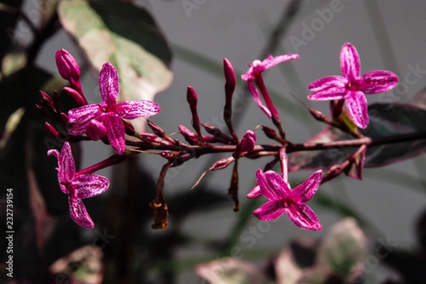 Obraz OLYMPUS DIGITAL CAMERA