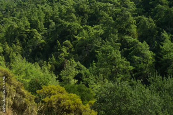 Fototapeta Dense green tree mountain forest background