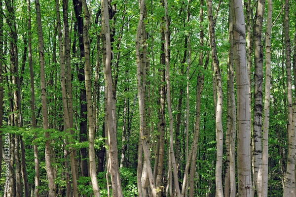 Fototapeta junger Buchenwald