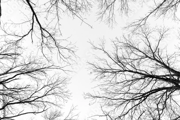 Obraz black and white trees silhouettes