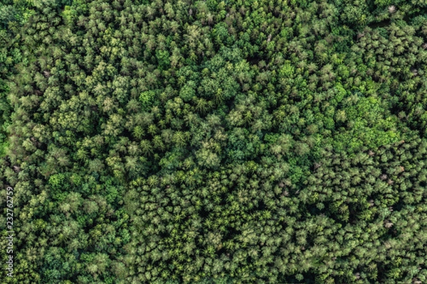 Obraz Top view of the area green forest. Nature texture