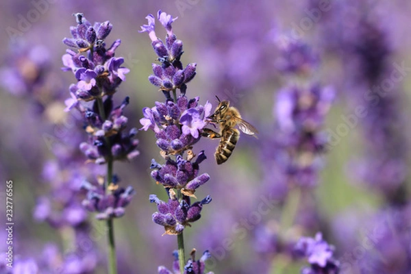 Obraz Biene an Lavendelblüte