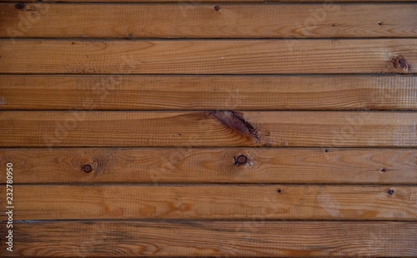 Obraz tree background