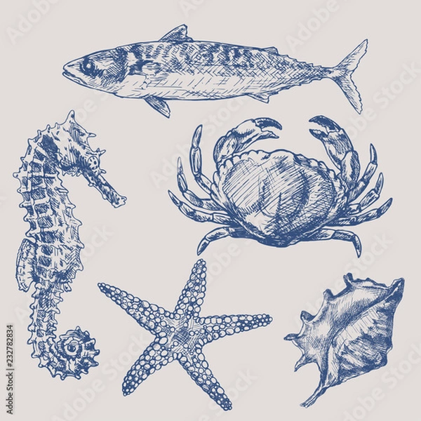 Fototapeta Set of sea hand drawn elements. Graphic sea decorative composition. Hand drawing. Vector Illustration