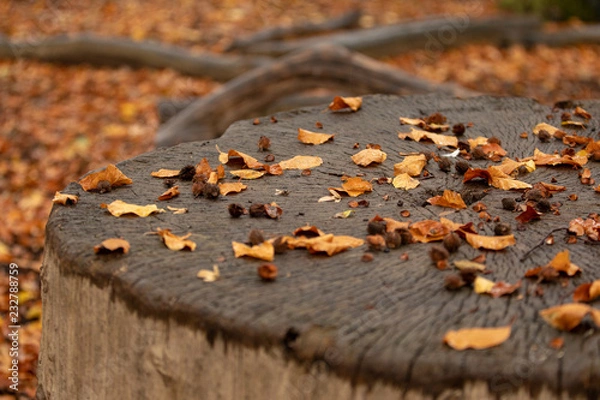 Fototapeta Herbst Farben