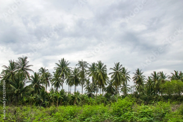 Obraz Coconut trees bright sky.