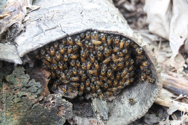 Obraz Honeycomb in the coconut trees.