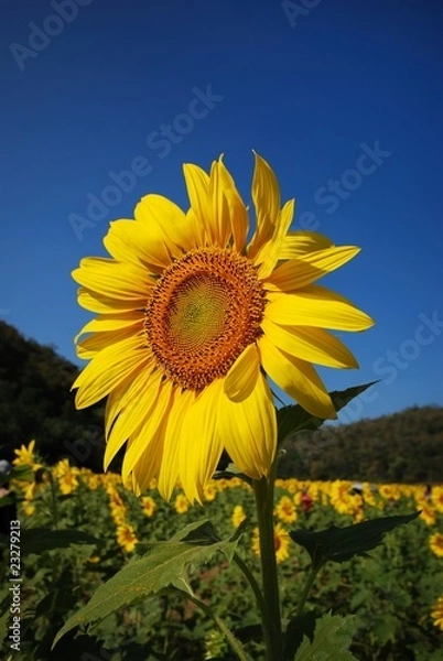Fototapeta Sunflower