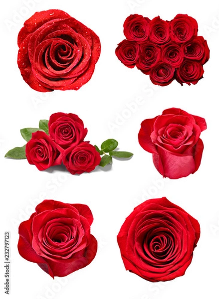 Obraz flower rose petal blosspm background