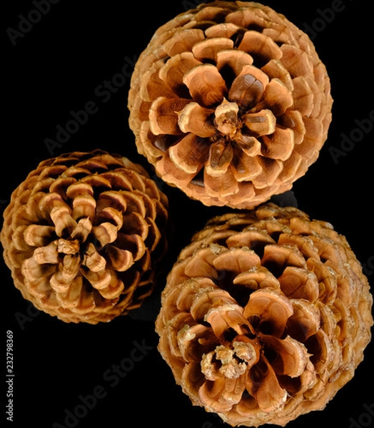 Fototapeta Pine-cone, fir-cone, cone, strobile christmas decoration