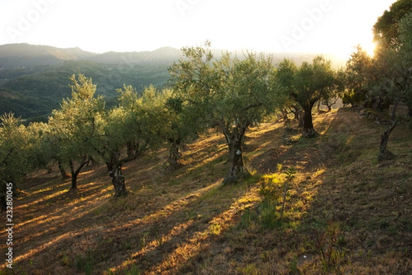 Obraz Abendsonne im Olivenhain