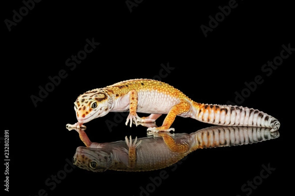 Obraz Gecko