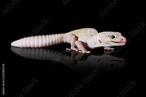 Obraz Gecko