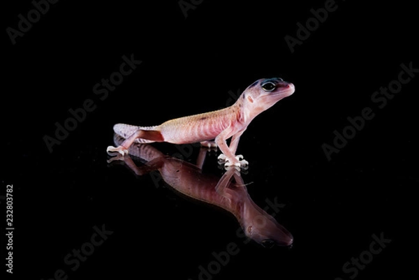 Obraz Gecko