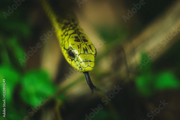 Obraz Boomslang