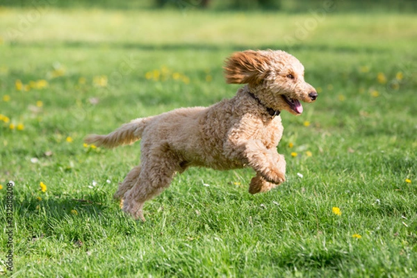 Fototapeta Young poodle running and jumping joyfully in a meadow. Apricot poodle in spring playing on the flower meadow, Vienna, Austria