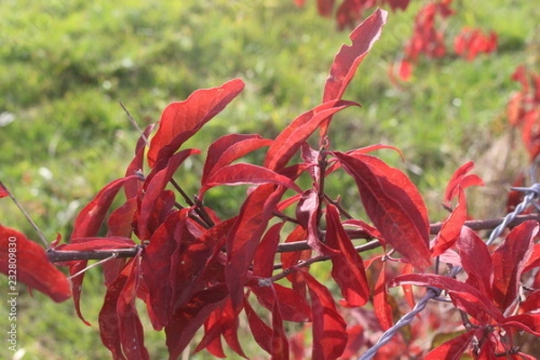 Fototapeta Rote Blätter 02