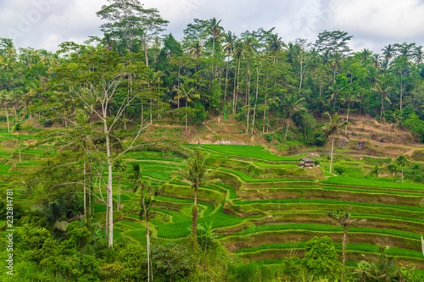 Fototapeta Tegallalang Rice Terraces in Ubud is famous for its beautiful scenes of rice paddies involving the traditional Balinese cooperative irrigation system. Ubud, Bali, Indonesia.