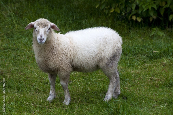 Fototapeta Schaf
