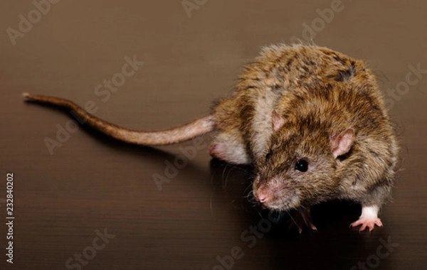 Obraz Brown Rat on the dark background close up