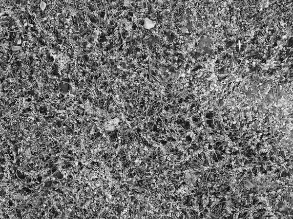 Fototapeta black and white texture