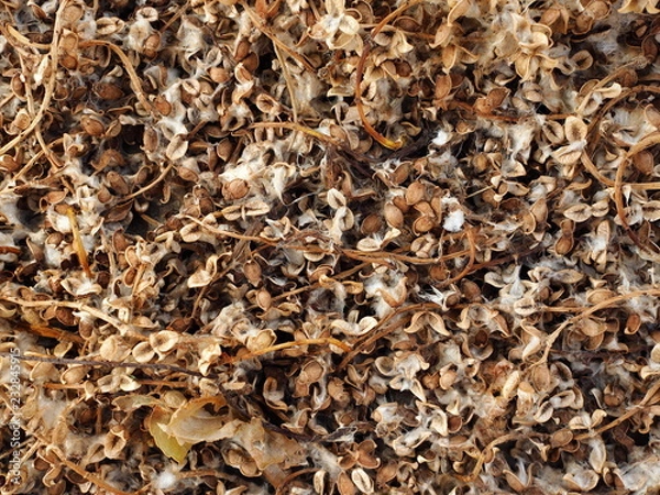 Fototapeta texture of dry plants