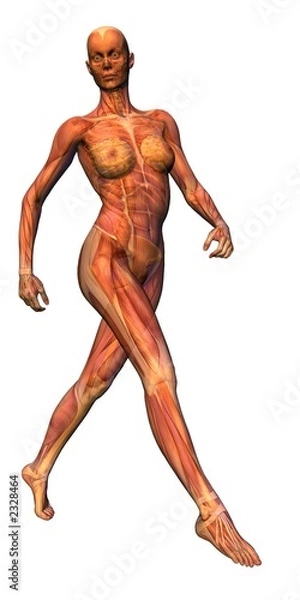 Fototapeta anatomy - musculature with skeleton